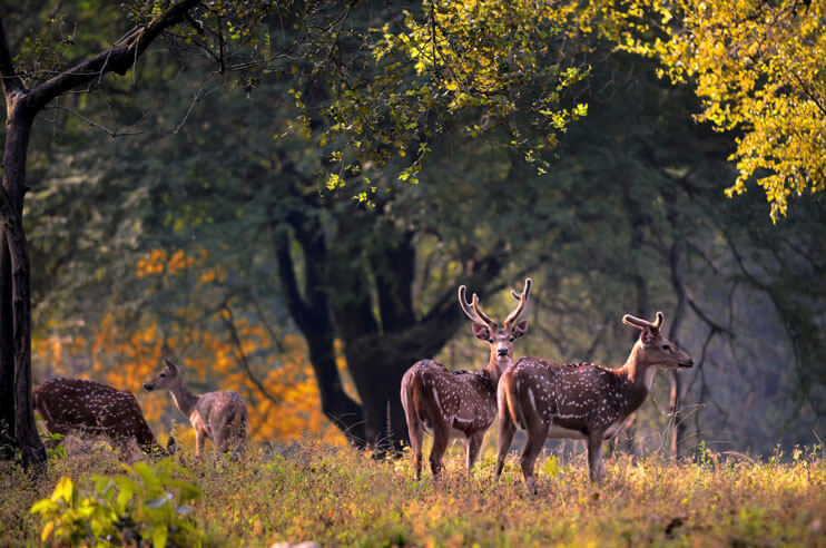 Kanha National Park