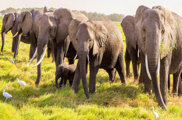 Oppose-Elephant-Safaris