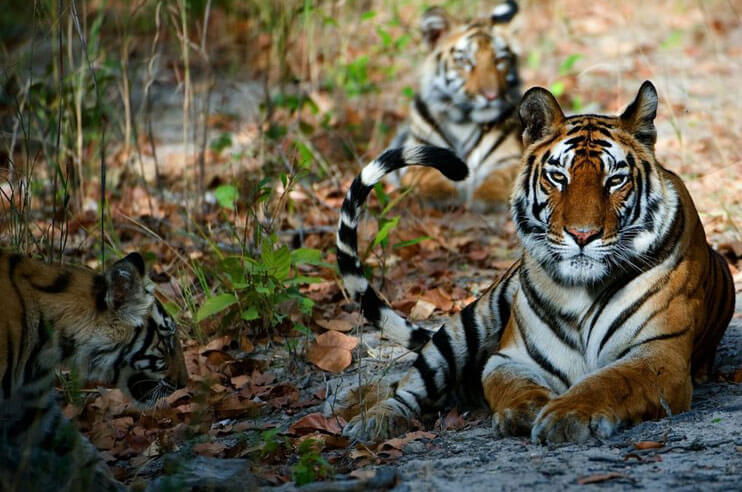 Tadoba National Park