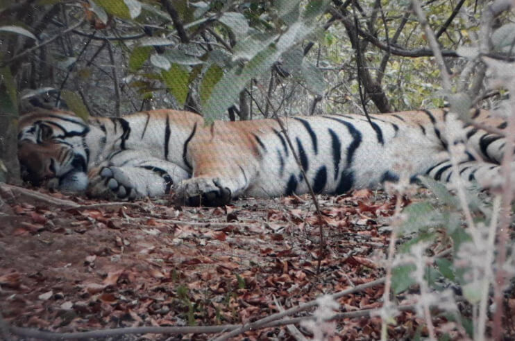 Tiger Dead