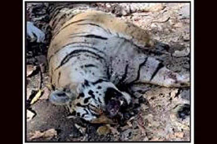 carcass of an adult tiger in pench national park