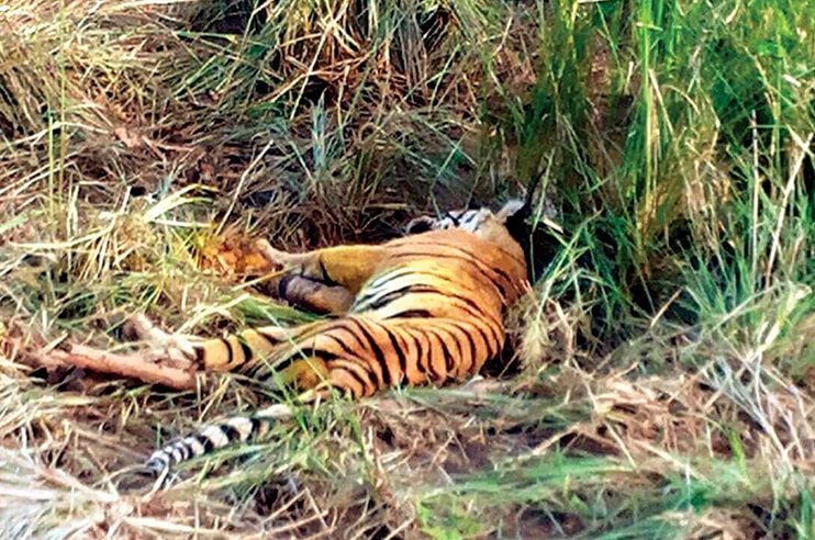Tigress died in maharashtra