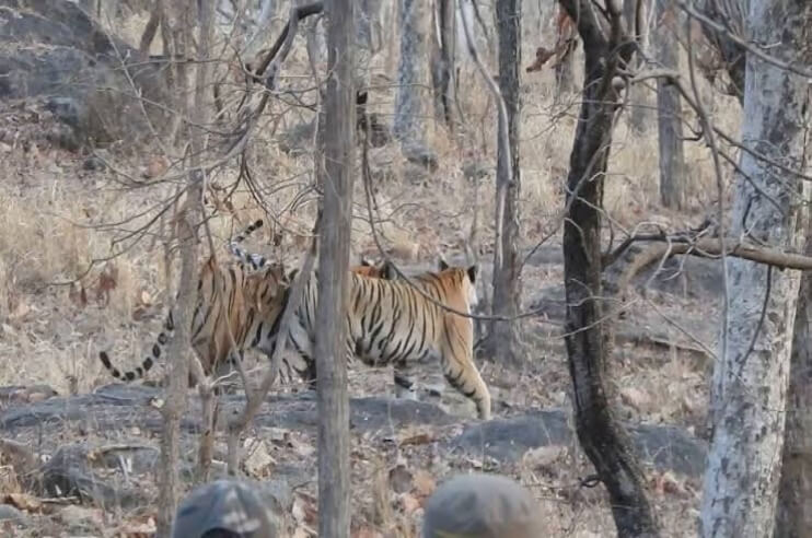 Pench Tiger