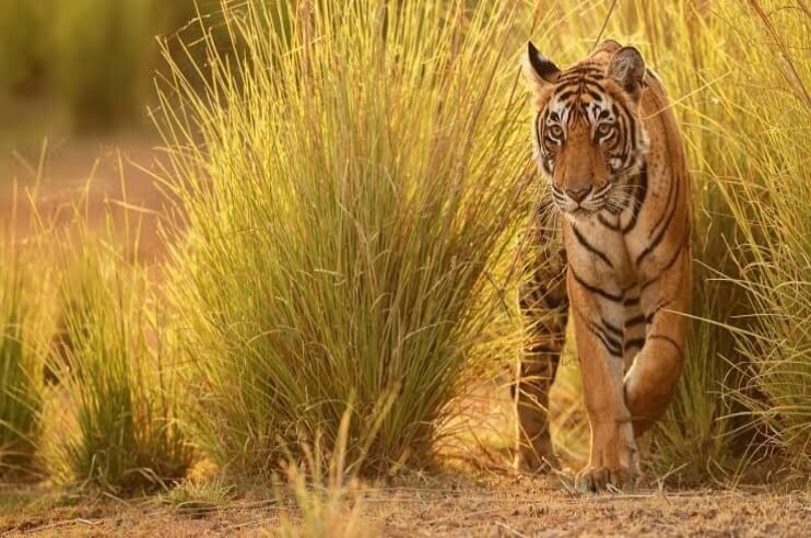 Save the Tiger