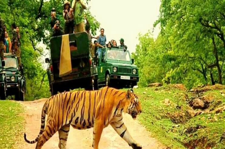 tiger safari pench