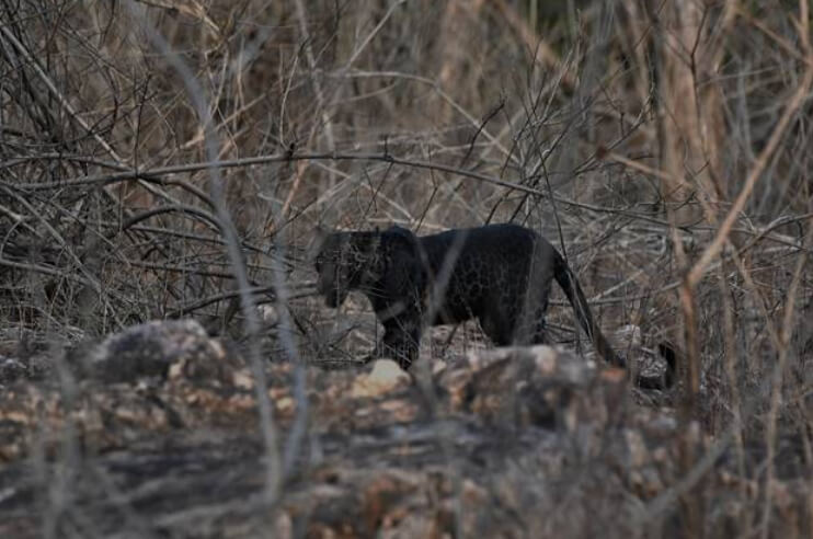 Black Panther Spotted in Tadoba National Park 