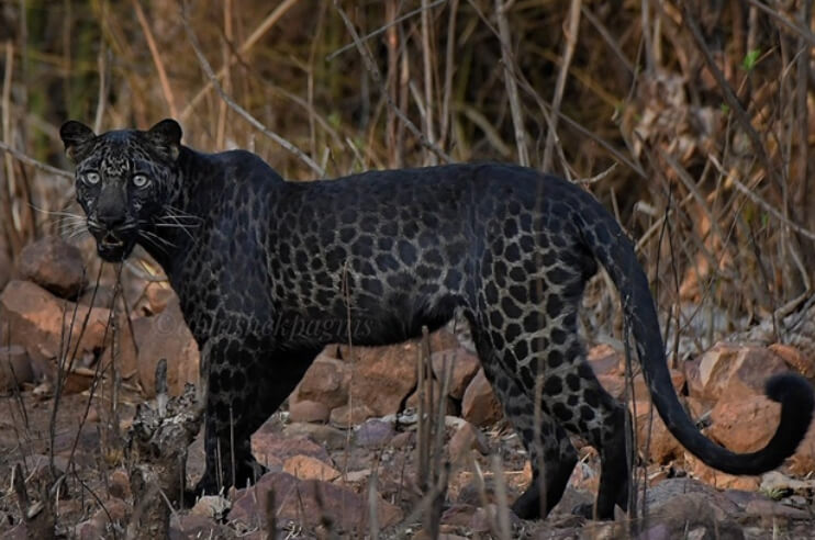 Black Panther Spotted in Tadoba National Park