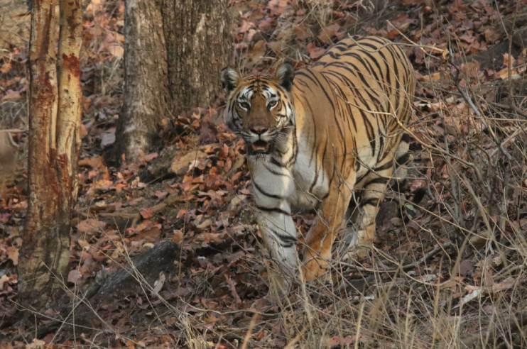 Top Things to Do in Pench National Park