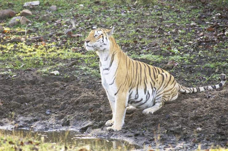 Pench National Park Royal Bengal Tigress