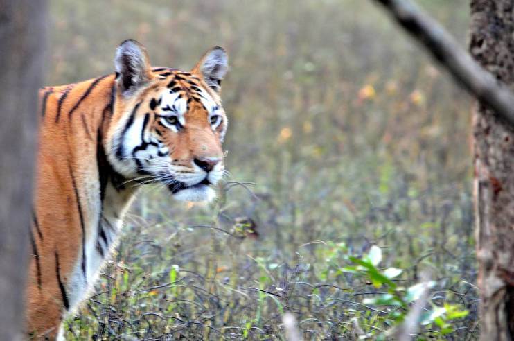 Pench National Park Tiger Safari