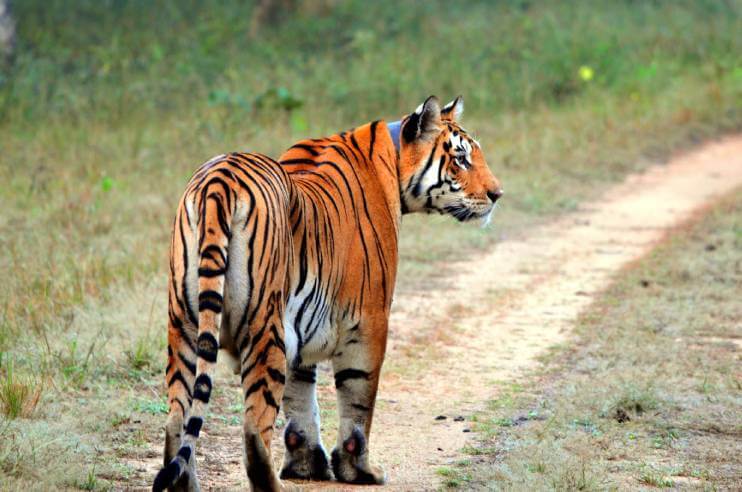 Pench National Park Tiger