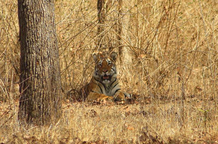 Royal Bengal Tiger Pench