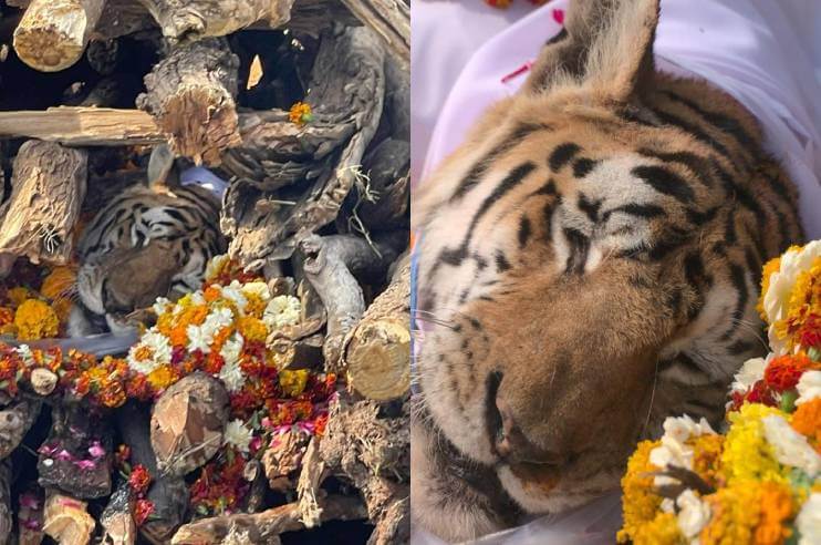 Pench Tiger Reserve Tigress Collarwali Died Madhya Pradesh