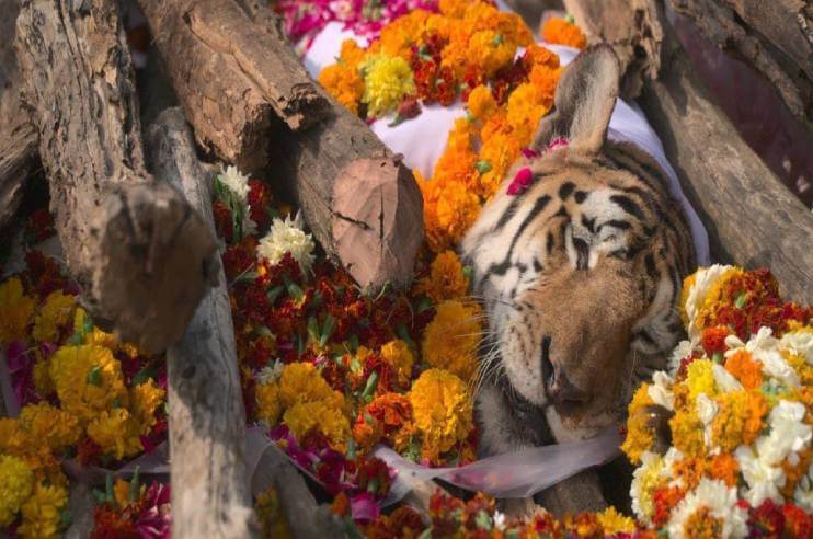 Pench Tigress Collarwali Died MP