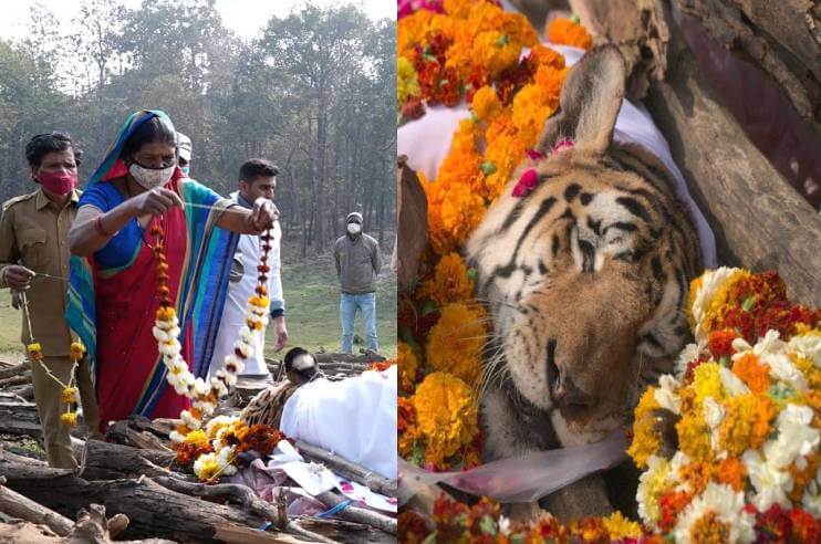 Pench Tigress Collarwali Died Madhya Pradesh