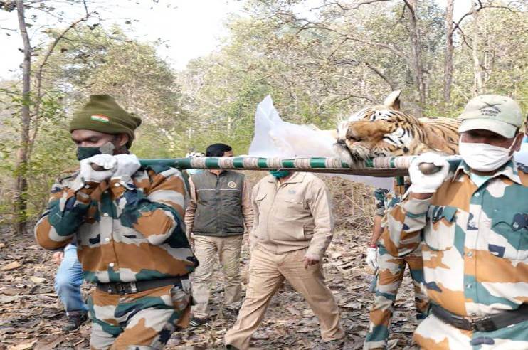 Pench Tigress Collarwali Died