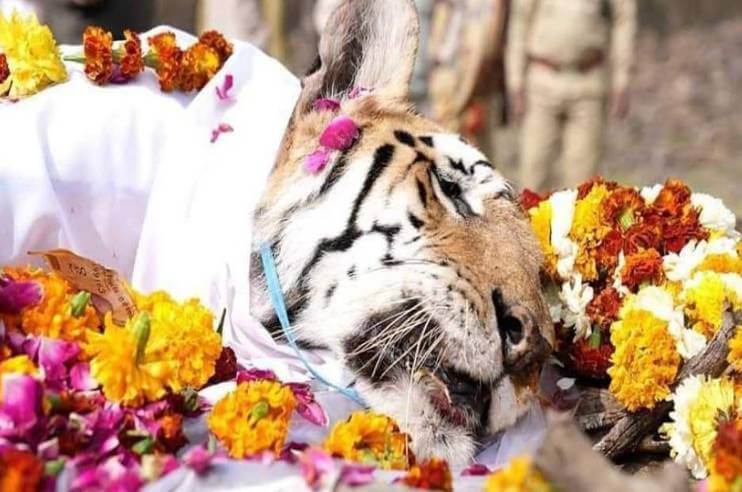 Tigress Collarwali Died
