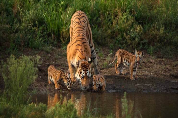 Tigress Collarwali with Her Cubs