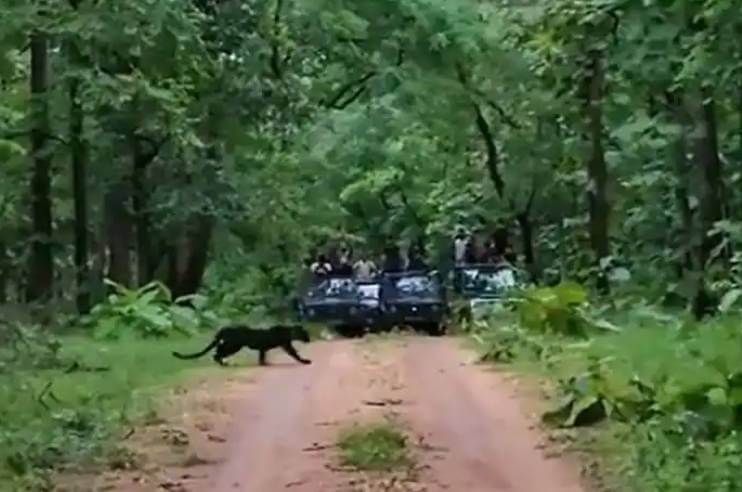 Black Panther Pench