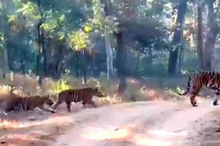 Pench Tiger Sighting Viral Video