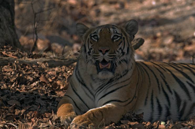 Pench National Park Tiger