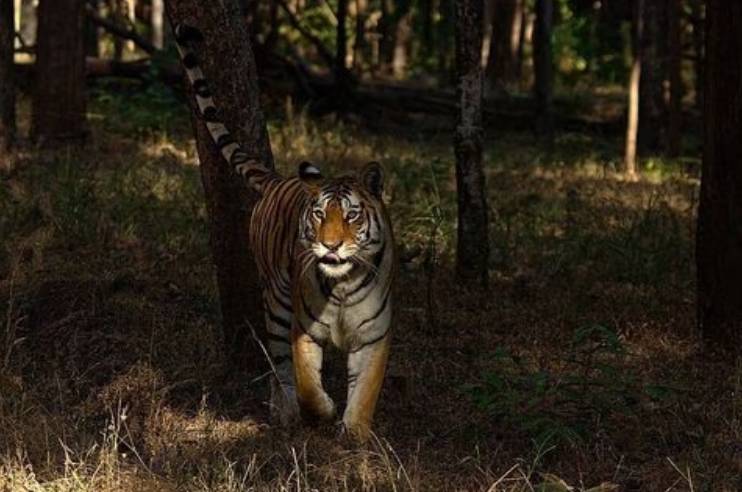 Tiger- Pench National Park