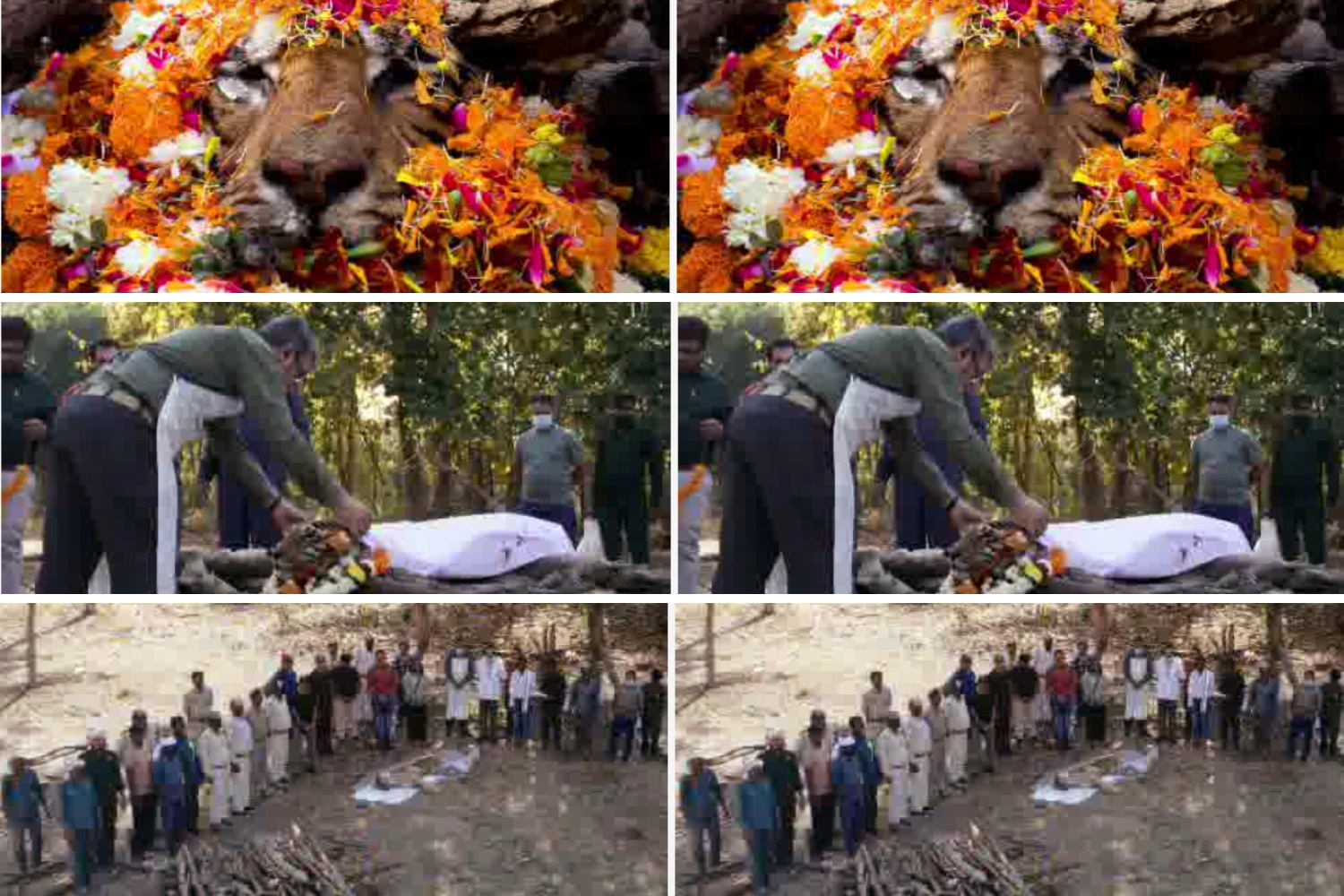 Pench National Park Tigress Langdi Farewell