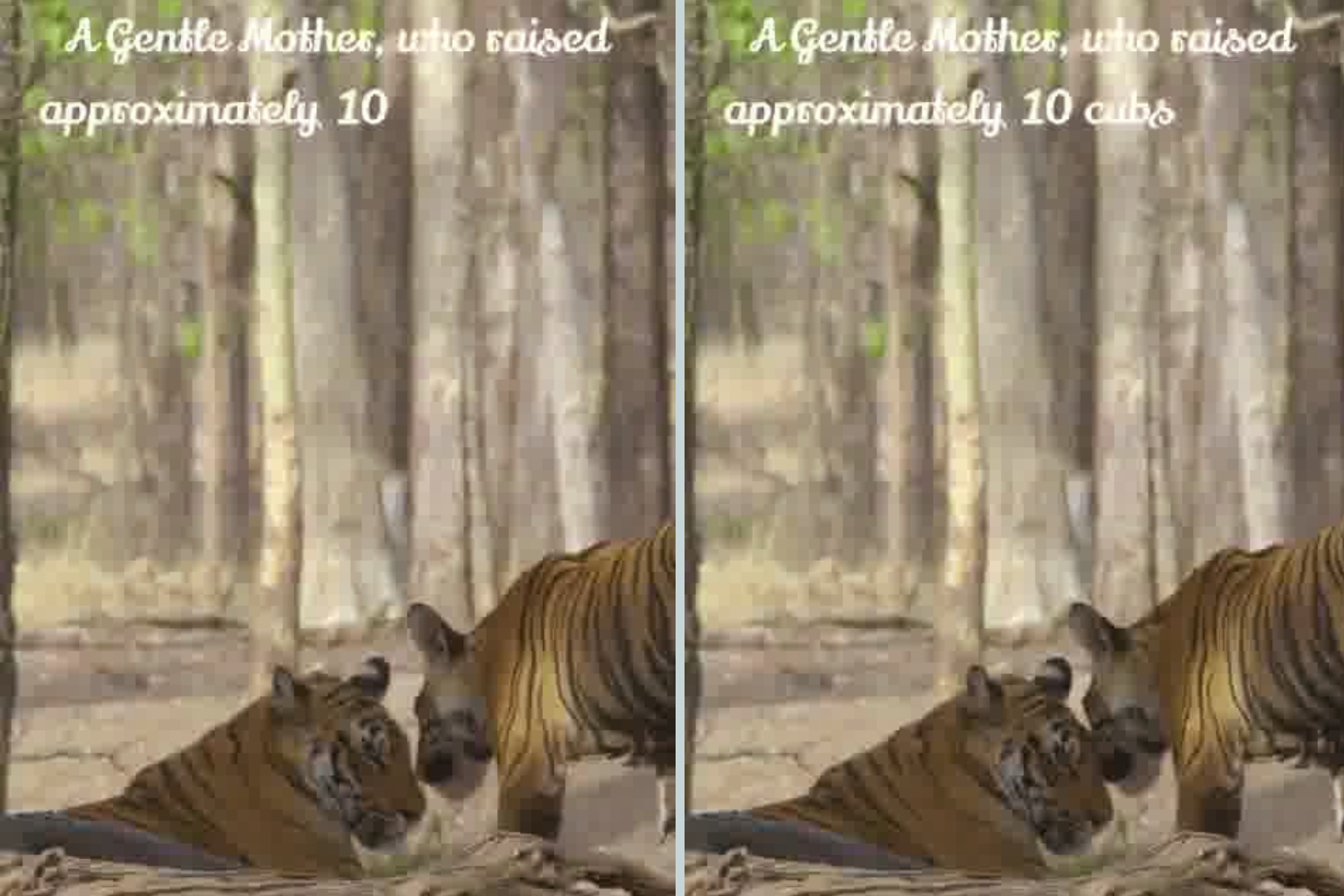 Pench Tigress Langdi