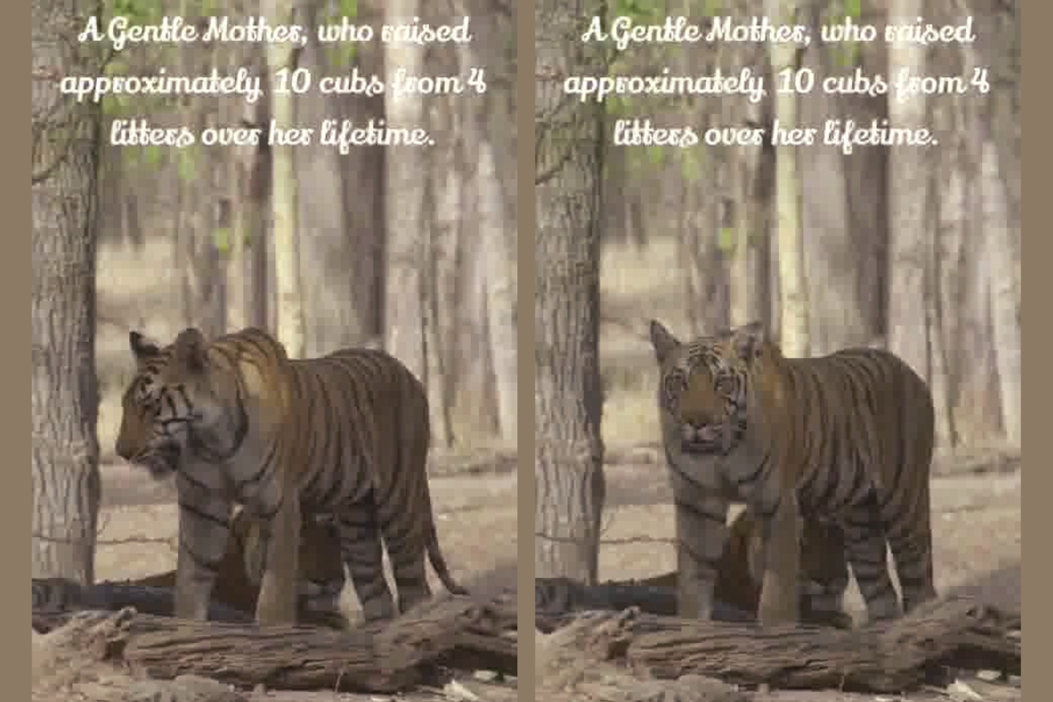 Tigress Langdi of Pench National Park