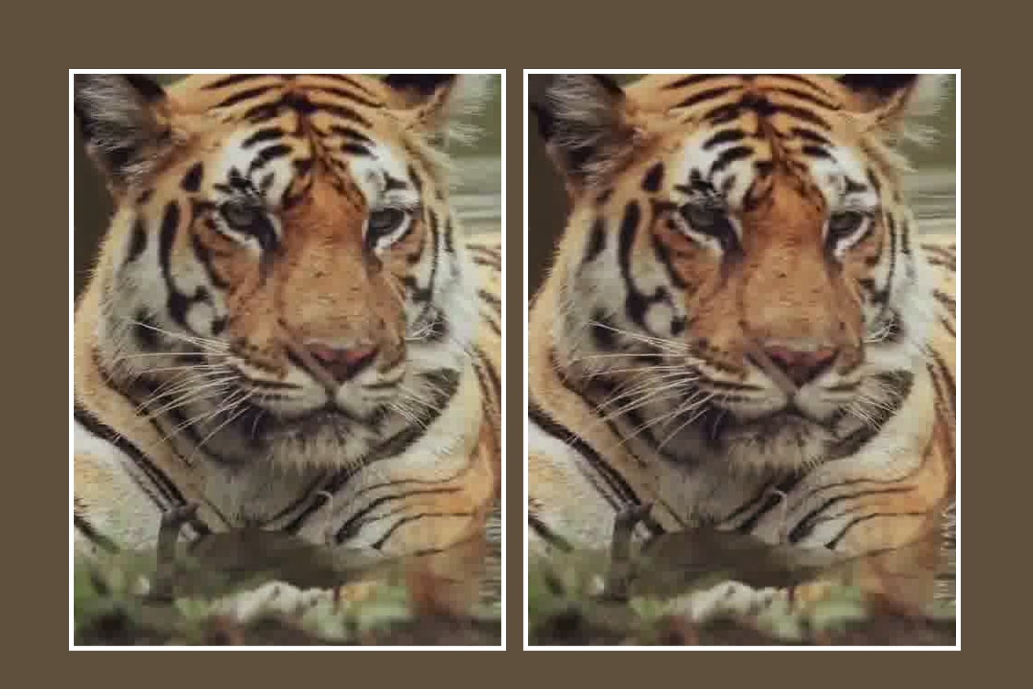 Tigress Langdi of Pench Tiger Reserve