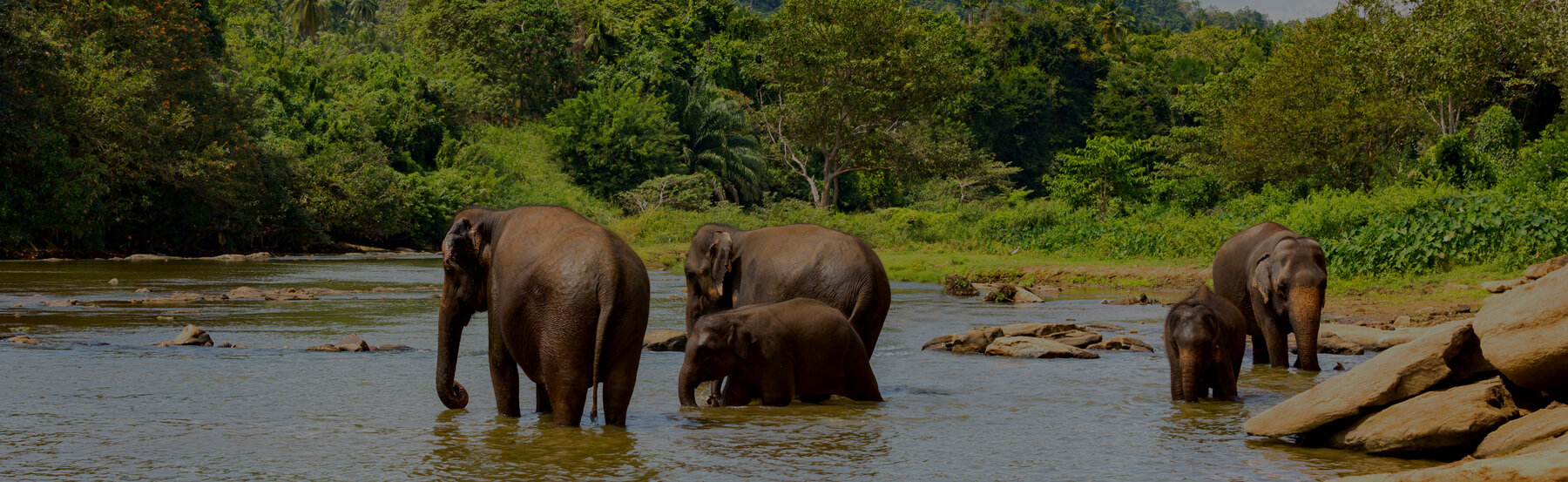Popular Wildlife Animals in Pench National Park | Tourism Info Popular Wildlife Animals in Pench National Park | Tourism Info