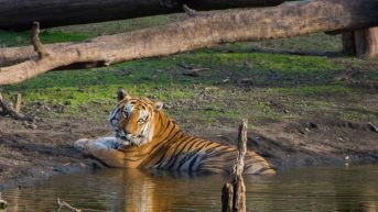 pench jungle safari maharashtra