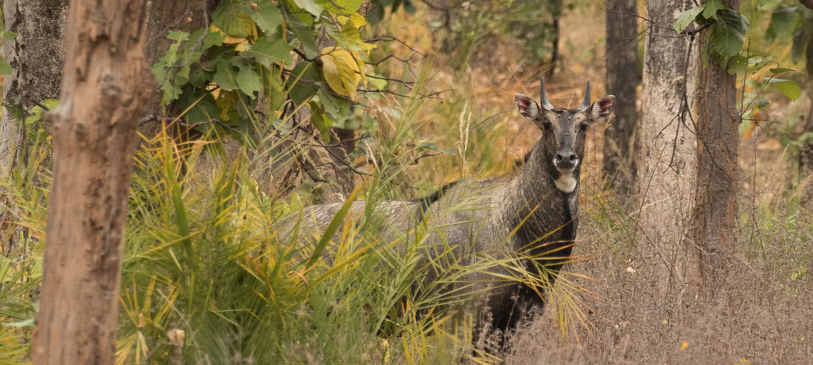 Pench Banner