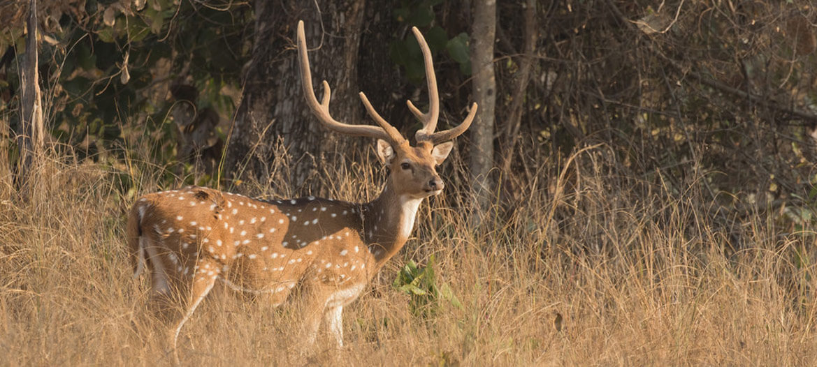 Pench Banner