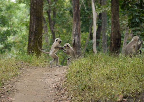 Wildlife in Kanha National Park: A photo essay - Breathedreamgo