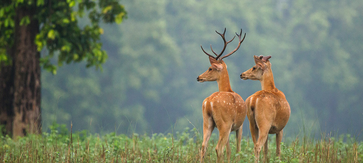 Pench Banner