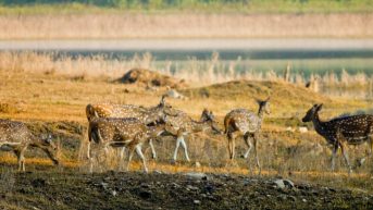 pench evening safari timings