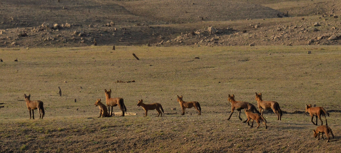 Pench Banner