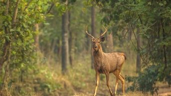 pench jungle safari maharashtra