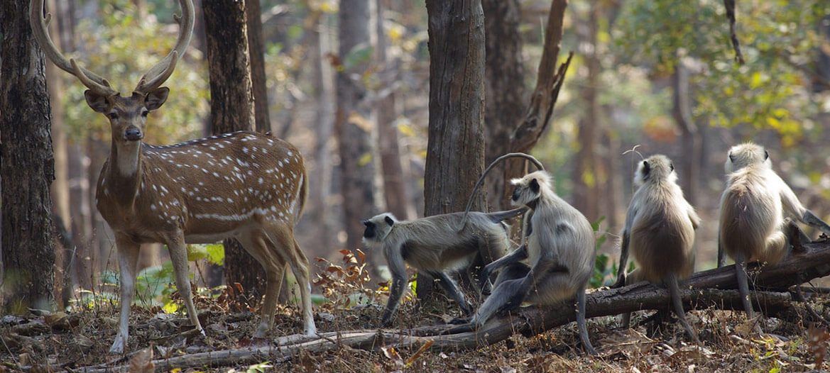 Pench Banner