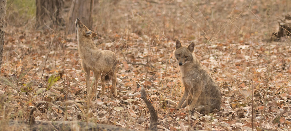 Pench Banner