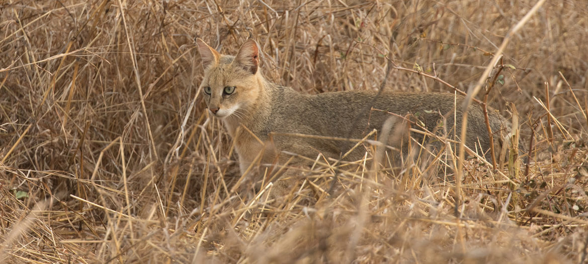 Pench Banner