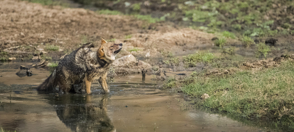 Pench Banner