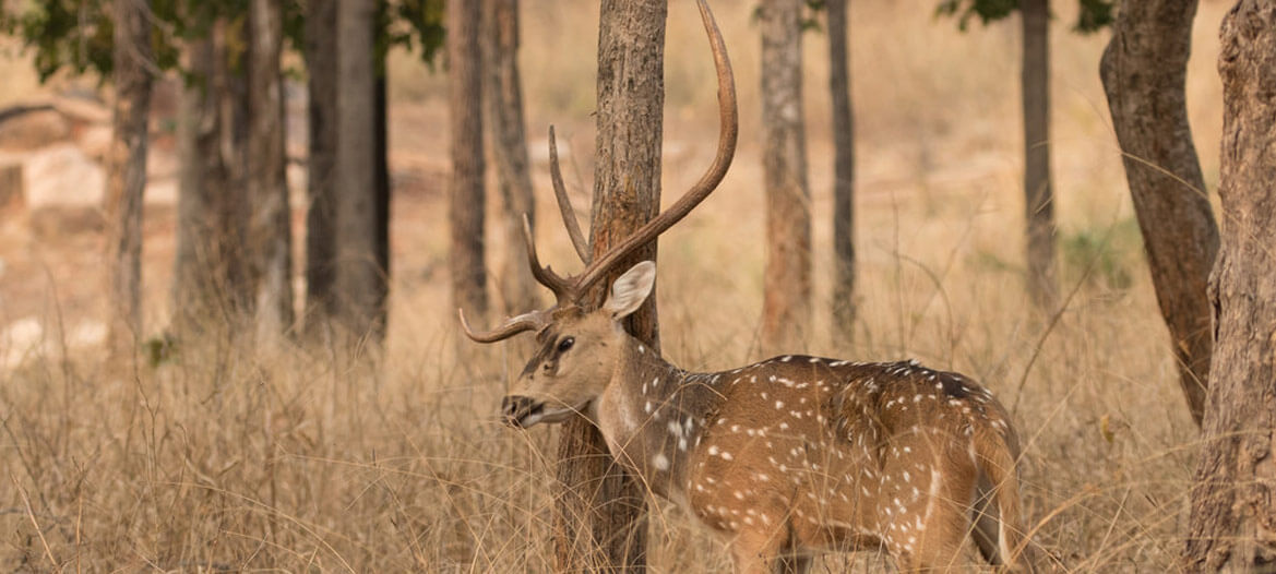 Pench Banner