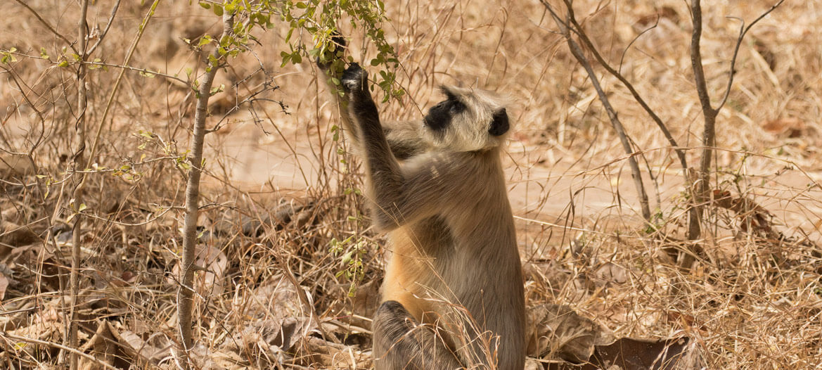 Pench Banner