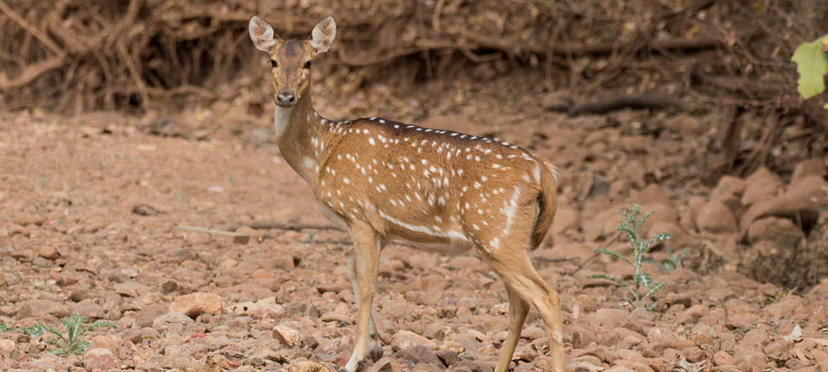 Pench Banner