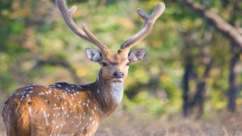 pench jungle safari maharashtra