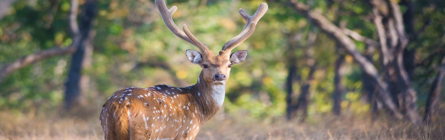 Pench Banner