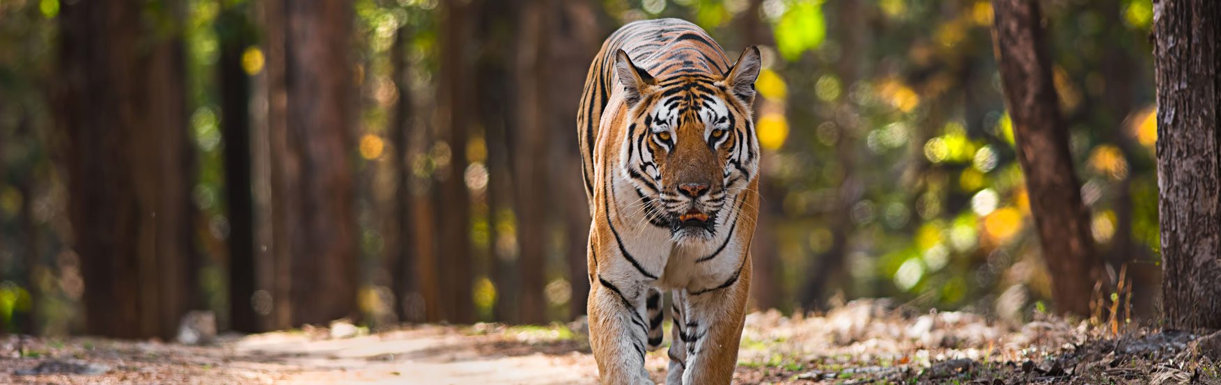 Information About Pench National Park Madhya Pradesh India
