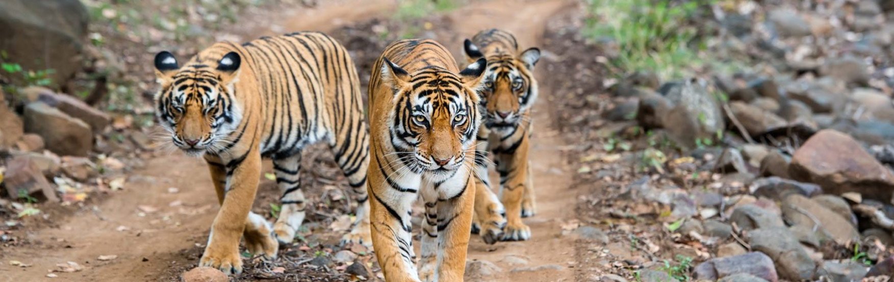 Pench National Park | Pench Wildlife Sanctuary Madhya Pradesh
